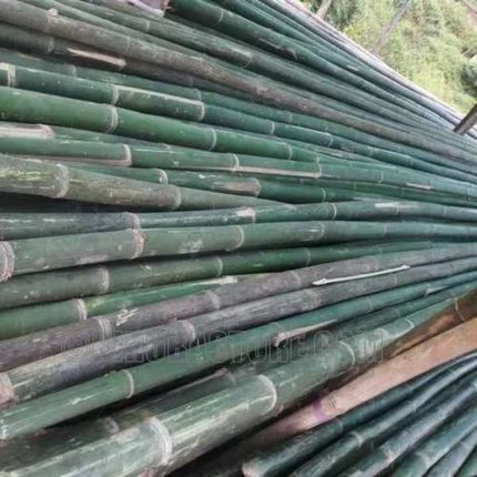 Bambu Pacet Indonesia Bamboo APUS Pole Dia 5-12cm and Length 6-8m