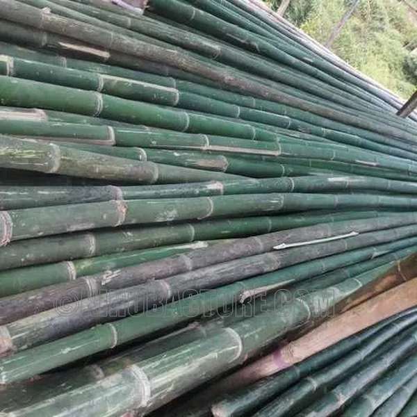 Bambu Pacet Indonesia Bamboo APUS Pole Dia 5-12cm and Length 6-8m